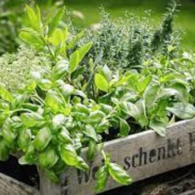 Die 10 besten Heilkräuter für den Garten oder Balkon