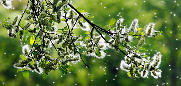 Frühlingszeit, Heuschnupfenzeit