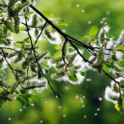 Frühlingszeit, Heuschnupfenzeit