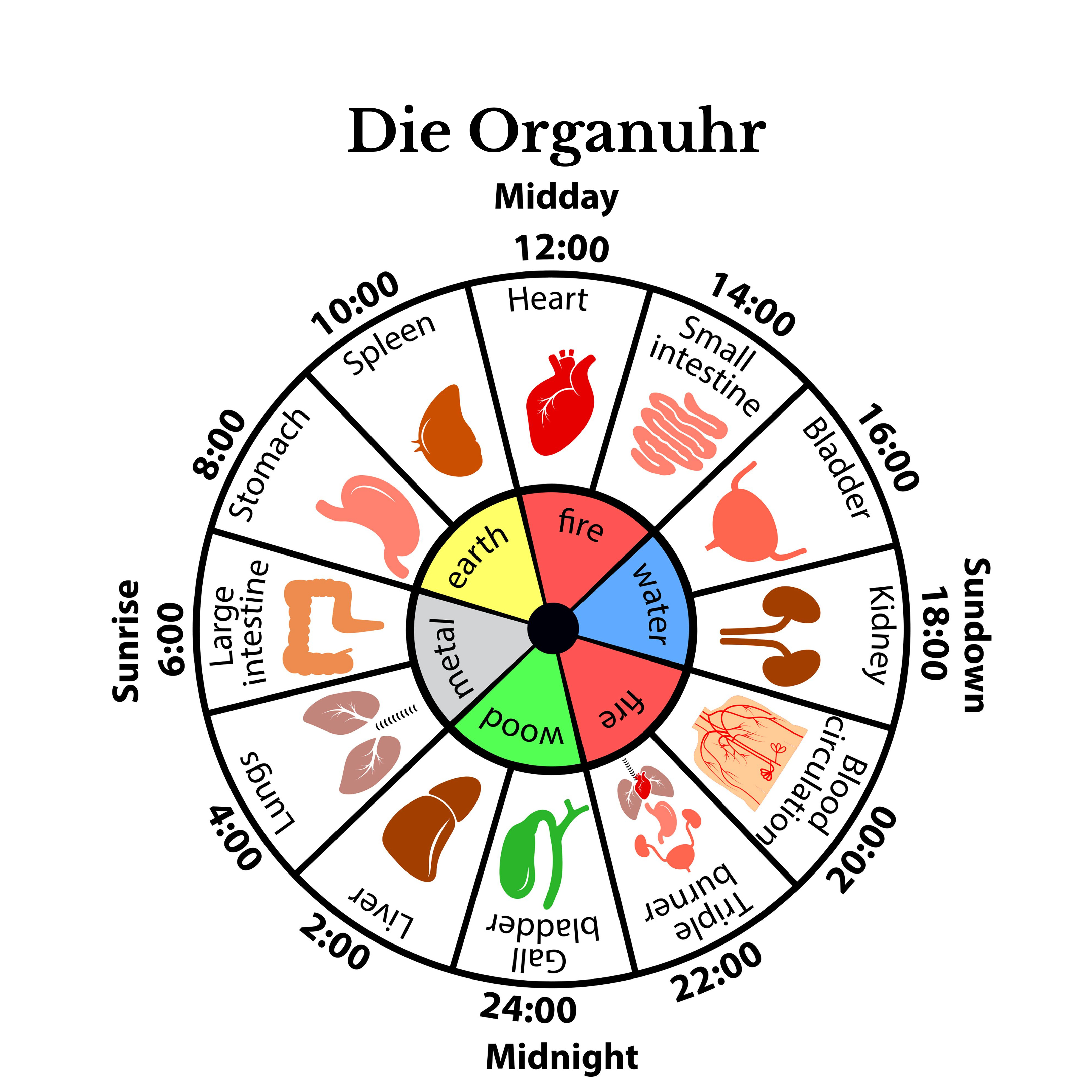 Mit der Organuhr gesund durch den Tag