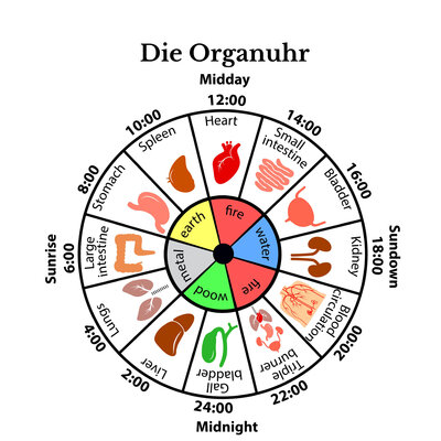 Mit der Organuhr gesund durch den Tag