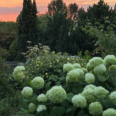 Spätsommer, die fünfte Jahreszeit in der TCM